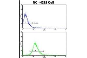 Flow cytometric analysis of NCI- cells using DPT Antibody (Center)(bottom histogram) compared to a negative control cell (top histogram). (Dermatopontin 抗体  (AA 102-128))