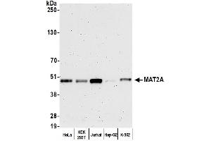 anti-Methionine Adenosyltransferase II, alpha (MAT2A) (AA 1-50) antibody