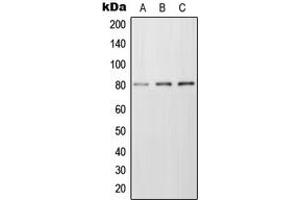 Western blot analysis of Frizzled 6 expression in MCF7 (A), Raw264. (FZD6 抗体  (Center))