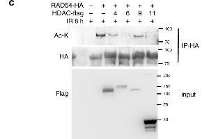 RAD54 acetylation is important for BRD9 recognition and HR activity. (Acetylated Lysine 抗体)