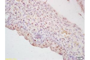 Formalin-fixed and paraffin embedded mouse embryo labeled with Anti-CBFb/PEBP2B Polyclonal Antibody, Unconjugated (ABIN1387433) at 1:200 followed by conjugation to the secondary antibody and DAB staining