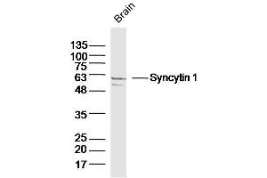 Mouse Brain lysates probed with Syncytin 1 Polyclonal Antibody, Unconjugated  at 1:300 dilution and 4˚C overnight incubation.