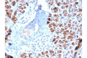 Formalin-fixed, paraffin-embedded human Pancreas stained with BARX1 Mouse Monoclonal Antibody (BARX1/2759). (BARX1 抗体  (AA 155-254))