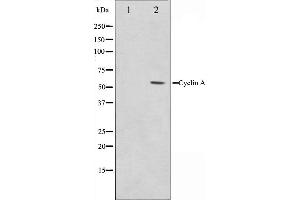Western blot analysis on COS7 cell lysate using Cyclin A Antibody,The lane on the left is treated with the antigen-specific peptide. (Cyclin A 抗体)