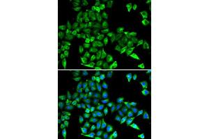 Immunofluorescence (IF) image for anti-Cystatin C (CST3) antibody (ABIN3022135) (CST3 抗体)
