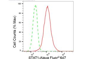 Flow cytometric analysis of STAT1 expression in H9c2 cells using STAT1 antibody (ABIN7800337), 1:2,000). (Recombinant STAT1 抗体)