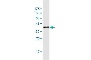 Western Blotting (WB) image for anti-Protein Tyrosine Phosphatase, Receptor Type, N (PTPRN) (AA 205-311) antibody (ABIN948357)
