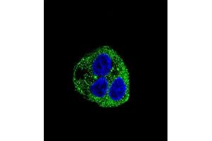 Confocal immunofluorescent analysis of Leptin (LEP) Antibody (C-term) (ABIN390092 and ABIN2840608) with HepG2 cell followed by Alexa Fluor® 488-conjugated goat anti-rabbit lgG (green). (Leptin 抗体  (C-Term))