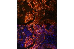 Immunofluorescence (IF) image for anti-Tumor Necrosis Factor Receptor Superfamily, Member 25 (TNFRSF25) (AA 240-426) antibody (ABIN7271071)