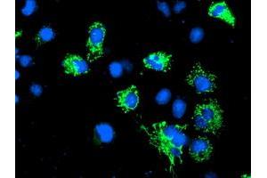 Anti-AK4 mouse monoclonal antibody (ABIN2454607) immunofluorescent staining of COS7 cells transiently transfected by pCMV6-ENTRY AK4 (RC220572). (AK4 抗体)