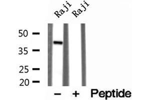 Western blot analysis of extracts of Raji cells, using TIA1 antibody. (TIA1 抗体  (Internal Region))