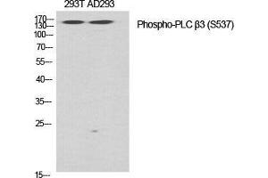 Western Blot (WB) analysis of specific cells using Phospho-PLC beta3 (S537) Polyclonal Antibody. (PLCB3 抗体  (pSer537))