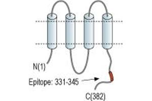Representative domain view of the target of ABIN7885022.