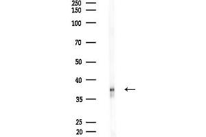 Western blot analysis of lysates from Rat brain, using MSI1 Antibody at 1/1000 dilution.