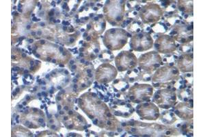 DAB staining on IHC-P; Samples: Mouse Kidney Tissue (PRODH 抗体  (AA 398-551))