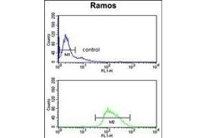 Flow Cytometry (FACS) image for anti-POU Class 2 Associating Factor 1 (POU2AF1) (AA 1-27), (N-Term) antibody (ABIN653040)