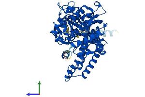 Protein Structure (PS) image for Cytochrome P450, Family 2, Subfamily B, Polypeptide 6 (CYP2B6) (AA 1-491) protein (His tag) (ABIN7546714)