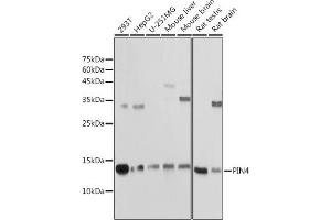 Western blot analysis of extracts of various cell lines, using PIN4 antibody (ABIN7269209) at 1:1000 dilution. (PIN4 抗体)