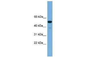 WB Suggested Anti-Onecut3 Antibody Titration:  0. (ONECUT3 抗体  (C-Term))