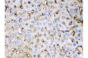 Apolipoprotein E was detected in paraffin-embedded sections of mouse liver tissues using rabbit anti- Apolipoprotein E Antigen Affinity purified polyclonal antibody (Catalog # ) at 1 µg/mL. (APOE 抗体  (AA 55-294))