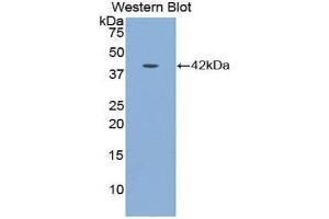 Western Blotting (WB) image for anti-Insulin-Like Growth Factor Binding Protein 1 (IGFBPI) (AA 159-249) antibody (ABIN1859302) (IGFBPI 抗体  (AA 159-249))