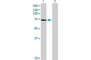 Western Blot analysis of BEST1 expression in transfected 293T cell line by BEST1 MaxPab polyclonal antibody. (Bestrophin 1 抗体  (AA 1-604))