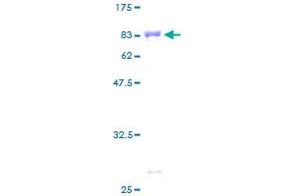 IMPDH2 Protein (AA 1-514) (GST tag)