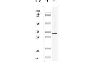 Western Blotting (WB) image for anti-Endonuclease, PolyU-Specific (ENDOU) (truncated) antibody (ABIN2464090) (ENDOU 抗体  (truncated))