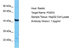 Host: Rabbit Target Name: PDZD3 Sample Type: HepG2 Whole Cell lysates Antibody Dilution: 1. (PDZD3 抗体  (N-Term))