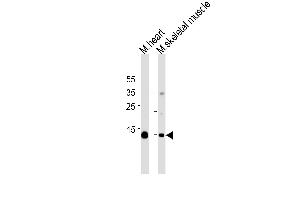 Myoglobin Antibody (ABIN1539881 and ABIN2843846) western blot analysis in mouse heart and skeletal muscle tissue lysates (35 μg/lane). (Myoglobin 抗体  (AA 103-130))