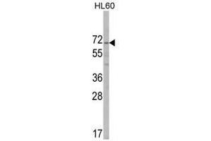 Image no. 1 for anti-AlkB, Alkylation Repair Homolog 8 (ALKBH8) (C-Term) antibody (ABIN452732) (ALKBH8 抗体  (C-Term))