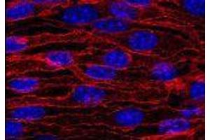 Immunofluorescence (IF) image for anti-Cadherin 5 (CDH5) (Extracellular Domain) antibody (FITC) (ABIN1105885) (Cadherin 5 抗体  (Extracellular Domain) (FITC))