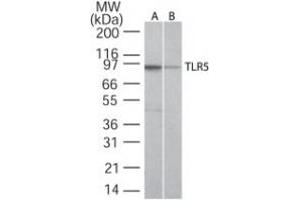 Image no. 2 for anti-Toll-Like Receptor 5 (TLR5) (AA 700-800) antibody (ABIN208231) (TLR5 抗体  (AA 700-800))