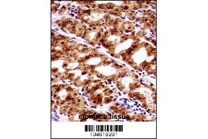 PAX7 Antibody immunohistochemistry analysis in formalin fixed and paraffin embedded human stomach tissue followed by peroxidase conjugation of the secondary antibody and DAB staining. (PAX7 抗体  (AA 181-210))