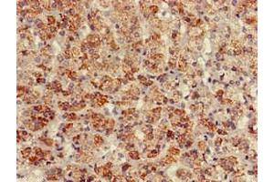 Immunohistochemistry of paraffin-embedded human adrenal gland tissue using ABIN7145218 at dilution of 1:100 (BAG4 抗体  (AA 6-185))