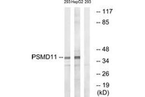 Western blot analysis of extracts from 293/HepG2 cells, using PSMD11 Antibody. (PSMD11 抗体  (AA 271-320))