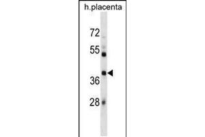 Western blot analysis in human placenta tissue lysates (35ug/lane). (SIAH1 抗体  (AA 92-120))
