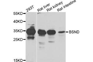 Western blot analysis of extracts of various cell lines, using BSND antibody. (BSND 抗体)