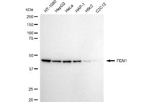 Western blotting analysis using FEN1 antibody (ABIN7798627).