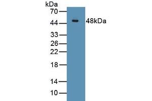 Detection of Recombinant FGF7, Human using Polyclonal Antibody to Fibroblast Growth Factor 7 (FGF7) (FGF7 抗体  (AA 32-194))