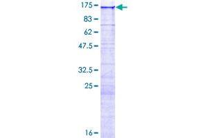 IQCH Protein (AA 1-1027) (GST tag)