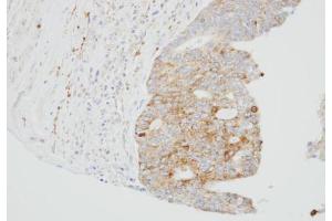 Immunohistochemistry (IHC) image for anti-Sulfite Oxidase (SUOX) antibody (ABIN2856216)