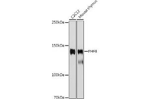 Western blot analysis of extracts of various cell lines, using PHF8 antibody (ABIN7269263) at 1:1000 dilution. (PHF8 抗体)