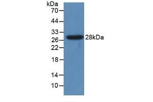 Detection of Recombinant CYP1A1, Human using Polyclonal Antibody to Cytochrome P450 1A1 (CYP1A1) (CYP1A1 抗体  (AA 1-250))