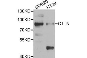 Western blot analysis of extracts of SW620 and HT29 cell lines, using CTTN antibody.