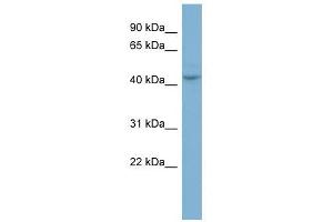 PGCP antibody used at 1 ug/ml to detect target protein. (CPQ 抗体  (N-Term))
