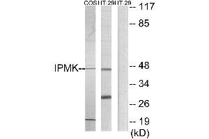 Western blot analysis of extracts from COS-7 cells and HT-29 cells, using IPMK antibody. (IPMK 抗体)