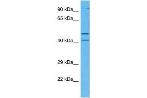 Host:  Rabbit  Target Name:  MCUR1  Sample Tissue:  Human Jurkat Whole Cell  Antibody Dilution:  1ug/ml (CCDC90A 抗体  (Middle Region))