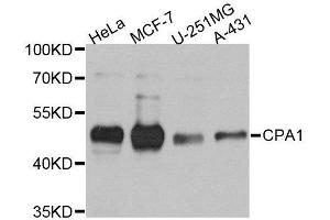 Western blot analysis of extracts of various cell lines, using CPA1 antibody. (CPA1 抗体)
