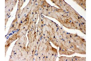 Immunohistochemistry (IHC) image for anti-FXYD Domain Containing Ion Transport Regulator 1 (FXYD1) (AA 21-92) antibody (ABIN3043831)